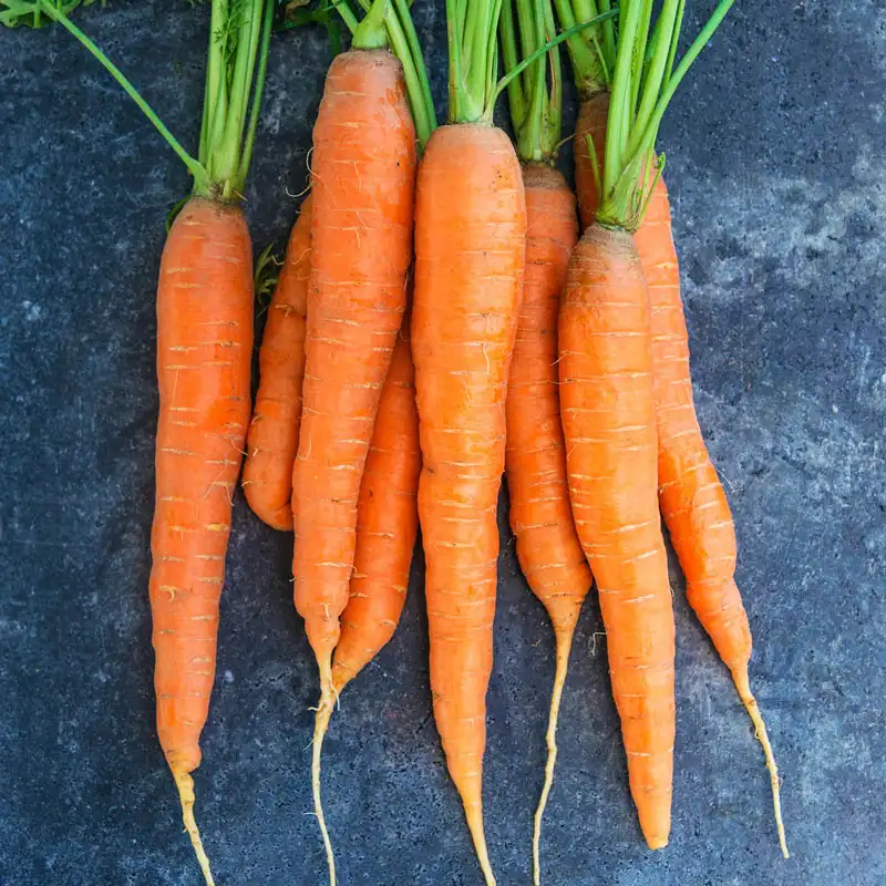 Napoli Carrot Seeds – Premium Early Sweet Carrots for Home Growing