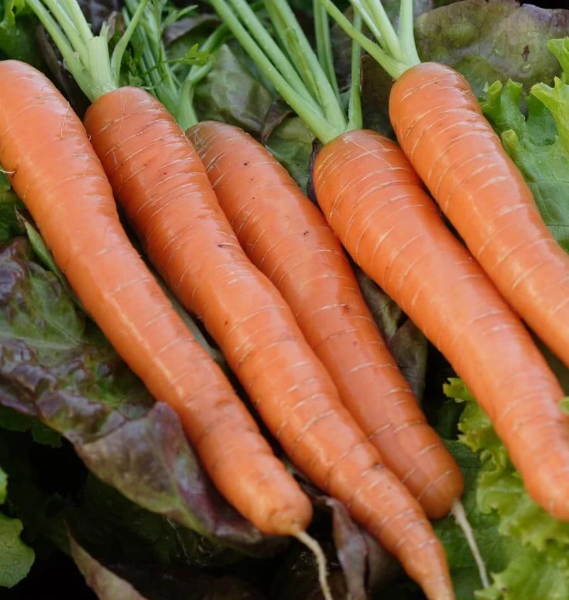 Napoli Carrot Seeds – Premium Early Sweet Carrots for Home Growing