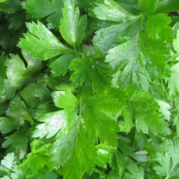 Gigante d’Italia Parsley Seeds – Premium Heirloom Herb for Flavorful Cooking & Gardening | Buy Organic Seeds Online