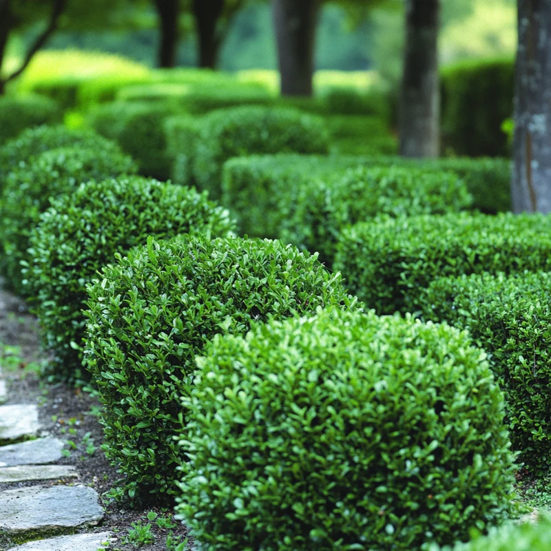 English Boxwood Seeds – Classic Evergreen Shrub for Timeless Landscapes