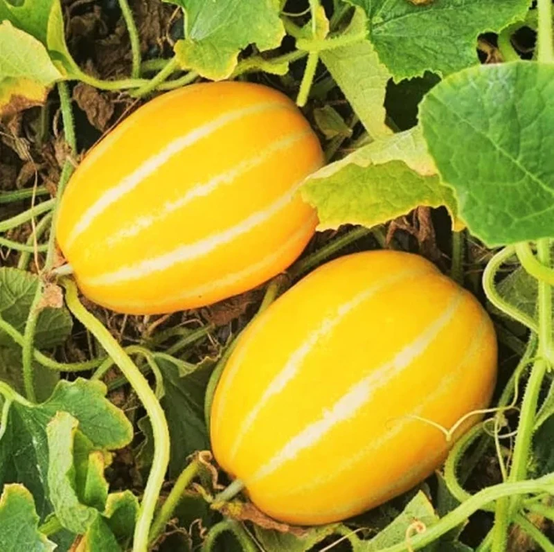 Early Silver Line Melon (Cucumis melo) – Yellow Striped Skin White Flesh Korean Fruit Seeds