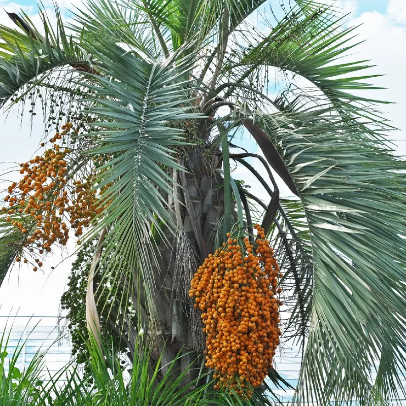 Coco Palm (Butia capitata) – Jelly Palm Pindo Edible Fruit Tree Houseplant Seeds
