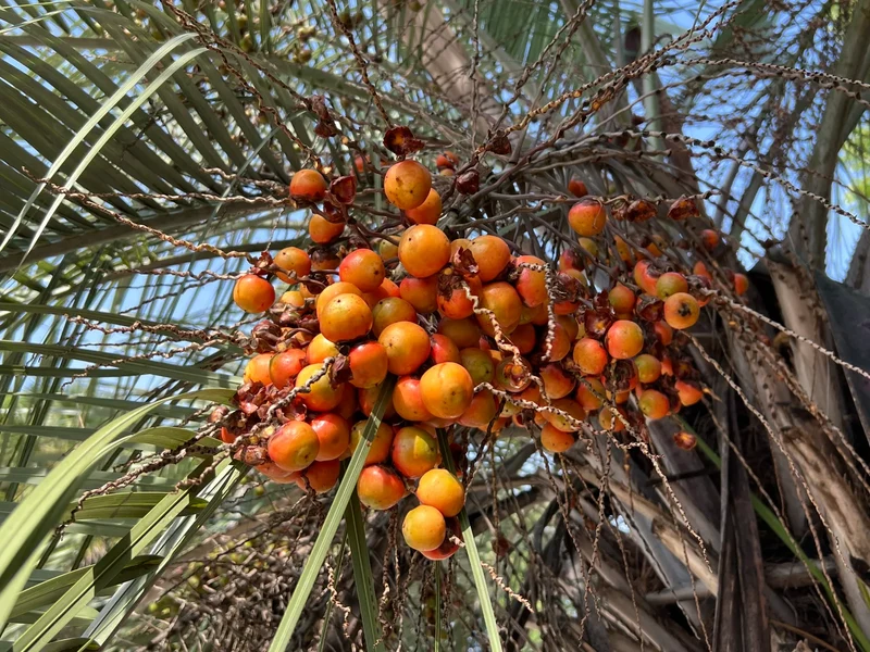 Coco Palm (Butia capitata) – Jelly Palm Pindo Edible Fruit Tree Houseplant Seeds