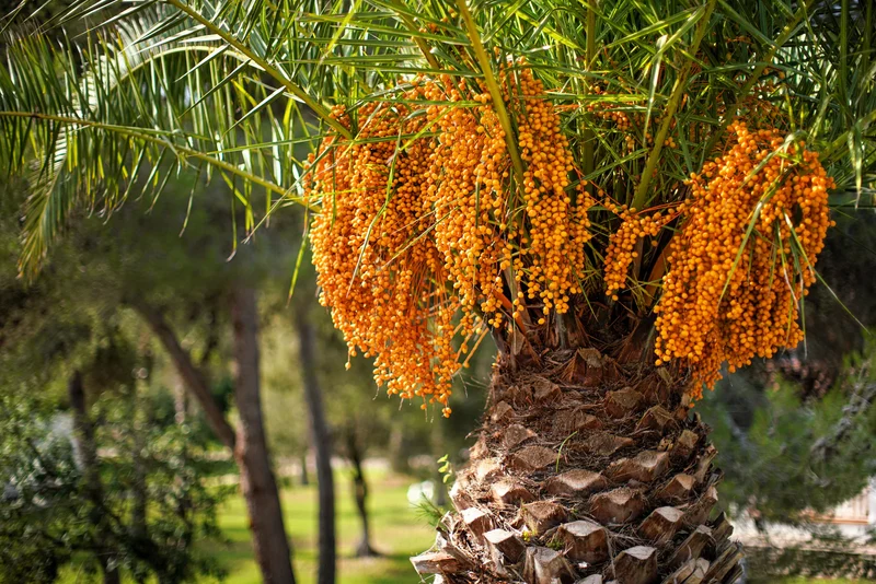 Coco Palm (Butia capitata) – Jelly Palm Pindo Edible Fruit Tree Houseplant Seeds