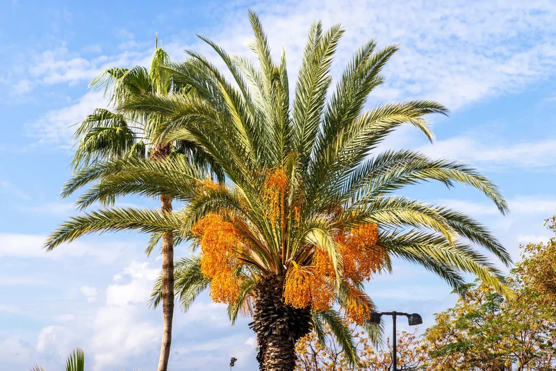 Coco Palm (Butia capitata) – Jelly Palm Pindo Edible Fruit Tree Houseplant Seeds