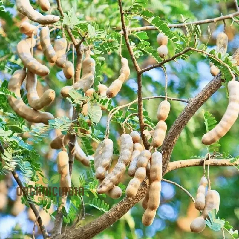 Tamarind Fruit Tree (Tamarindus indica) – Bean Pod Legume Seeds