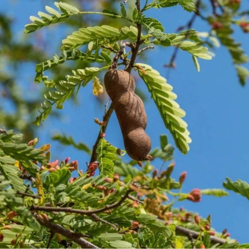 Tamarind Fruit Tree (Tamarindus indica) – Bean Pod Legume Seeds