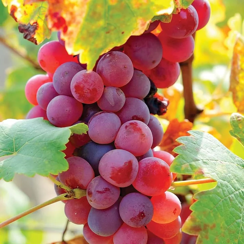Wine Grape (Vitis vinifera) – Domestic Mixed Colors Fruit Vine Seeds