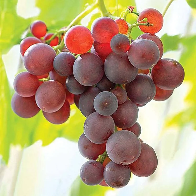 Wine Grape (Vitis vinifera) – Domestic Mixed Colors Fruit Vine Seeds