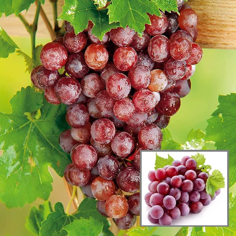 Wine Grape (Vitis vinifera) – Domestic Mixed Colors Fruit Vine Seeds