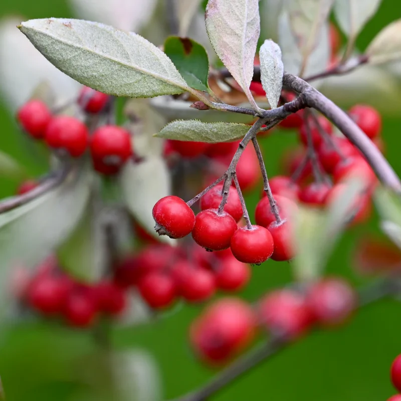 Red Chokeberry (Aronia arbutifolia) – Shrub Seeds with White Flower & Fruit