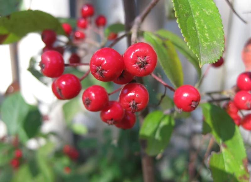 Red Chokeberry (Aronia arbutifolia) – Shrub Seeds with White Flower & Fruit