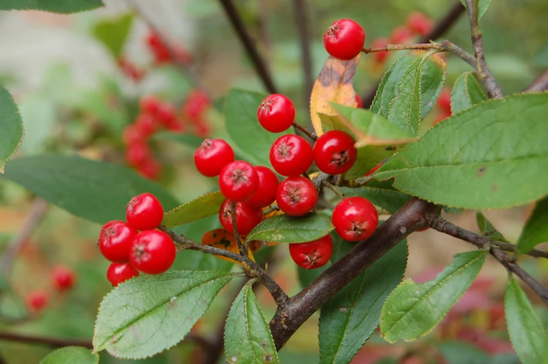Red Chokeberry (Aronia arbutifolia) – Shrub Seeds with White Flower & Fruit
