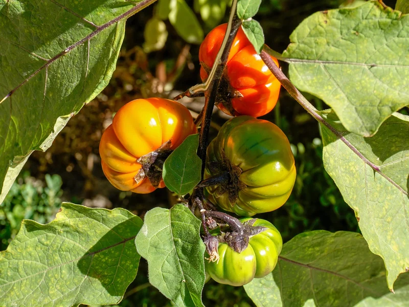 Ruffled Red Eggplant 'Pumpkin on a Stick' (Solanum melongena) – Edible & Ornamental Seeds