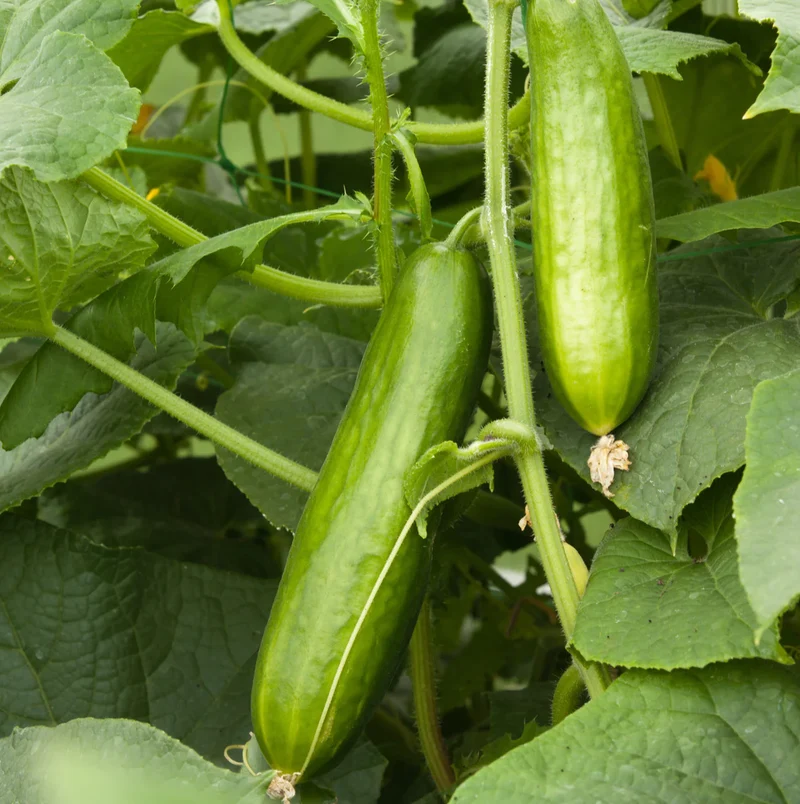 English Cucumber (Cucumis Sativus 'Burpless') – Seeds