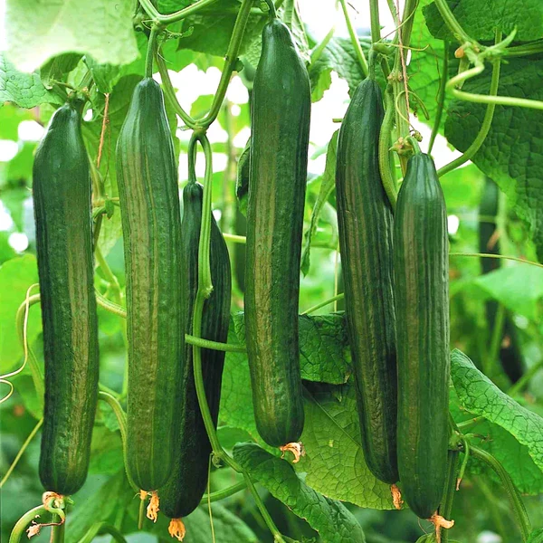 English Cucumber (Cucumis Sativus 'Burpless') – Seeds