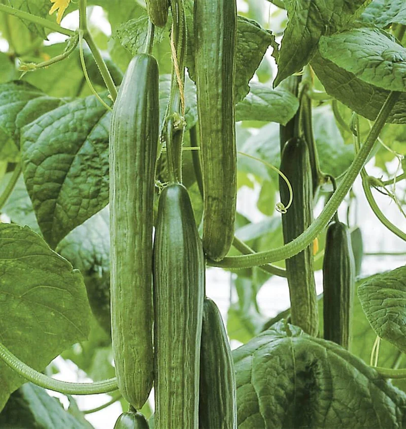 English Cucumber (Cucumis Sativus 'Burpless') – Seeds