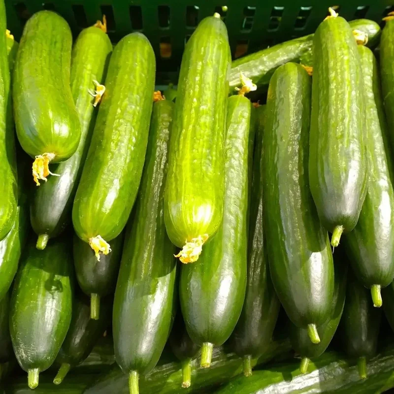 English Cucumber (Cucumis Sativus 'Burpless') – Seeds