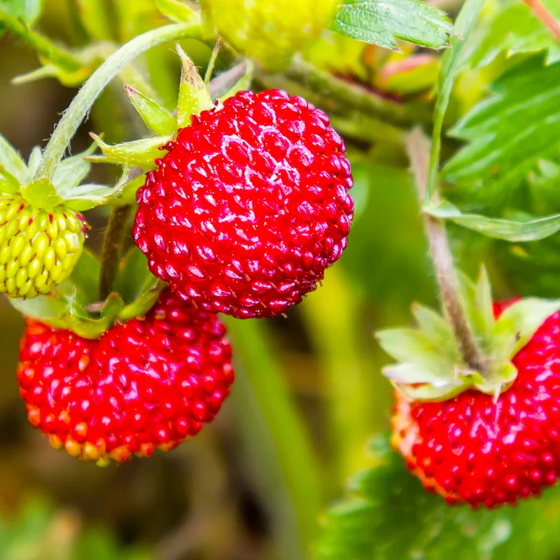 Vesca Baron Strawberry (Fragaria vesca) – Solemacher Berry Seeds