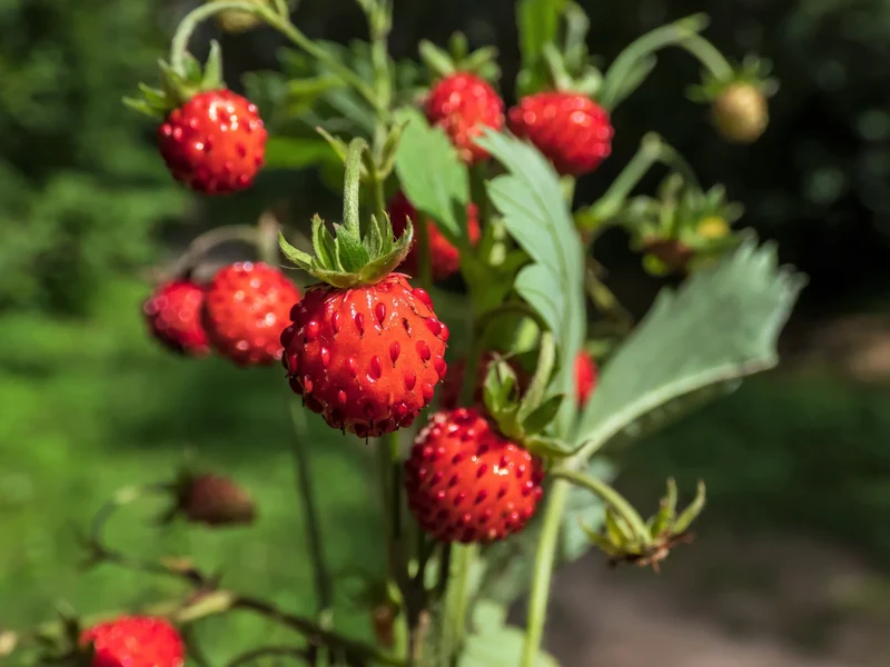 Vesca Baron Strawberry (Fragaria vesca) – Solemacher Berry Seeds
