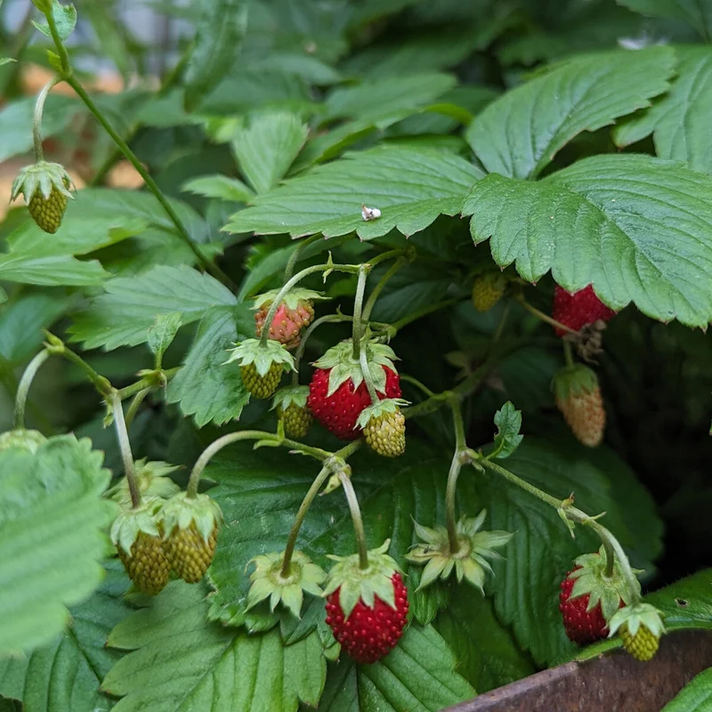 Vesca Baron Strawberry (Fragaria vesca) – Solemacher Berry Seeds