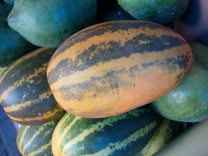 Kolkhoznitsa Melon (Cucumis Melo) – Russian Fruit Seeds