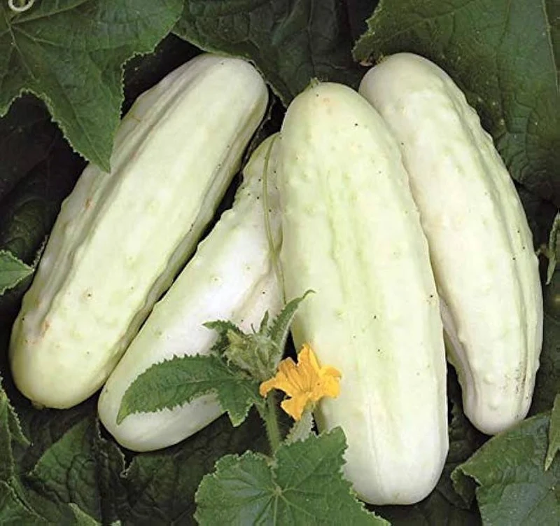 White Wonder Cucumber (Cucumis Sativus) – Fruit Seeds