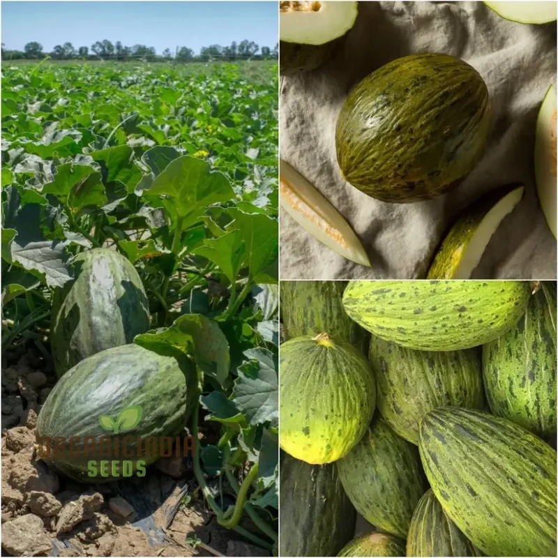 Piel de Sapo Melon (Santa Claus / Christmas Melon) – Green Yellow Fruit Seeds