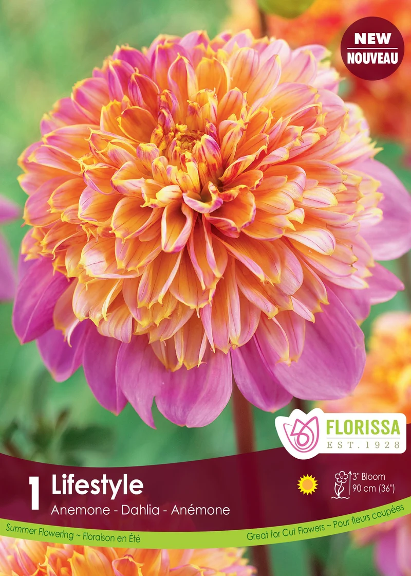 Dahlia anémone ‘Life Style’ ( Dahlia )