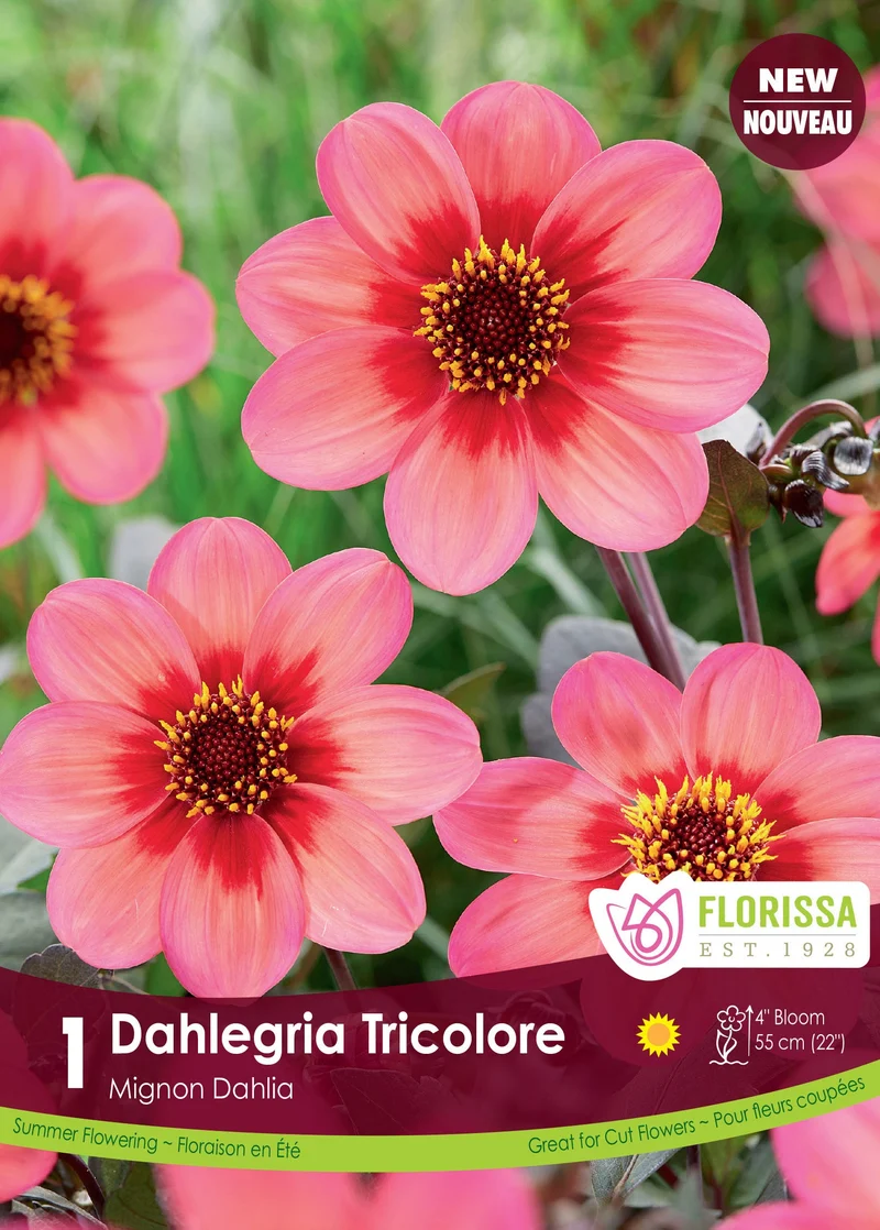 Dahlia Mignon ‘Dahlegria Tricolore’ ( Dahlia )