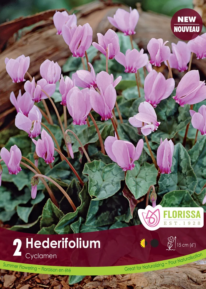 Cyclamen à feuilles de lierre ( Cyclamen hederifolium )