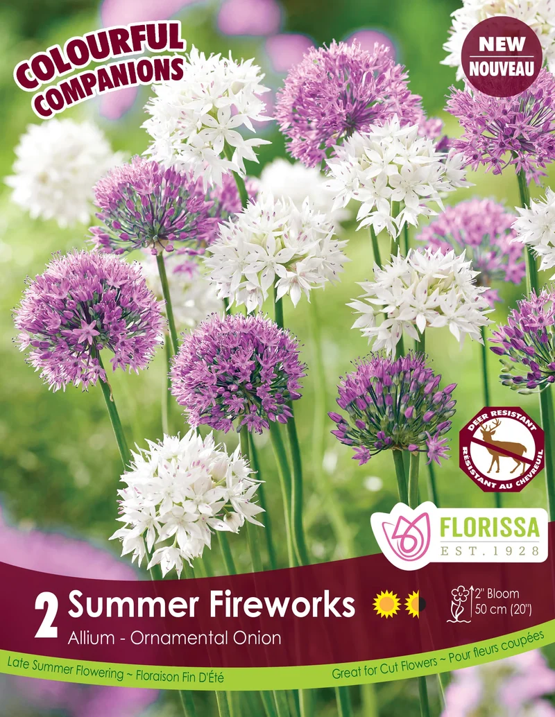 Mélange d’Allium ‘Summer Fireworks’ ( Allium ‘Graceful Beauty’ + Allium ‘Millenium’)