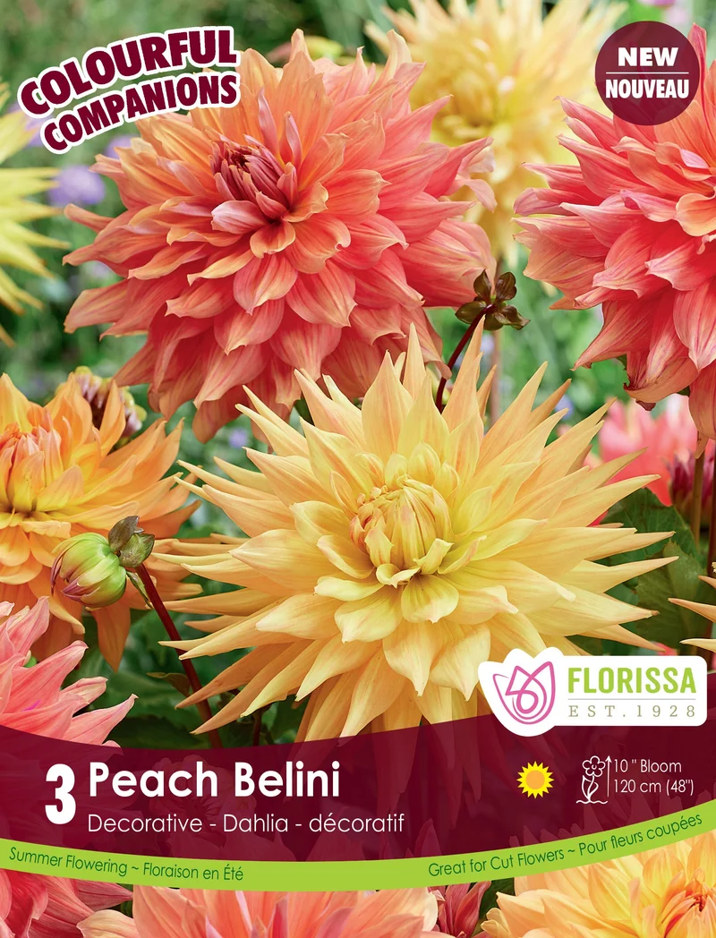 Composition de dahlias ‘Peach Bellini’ ( Dahlia )