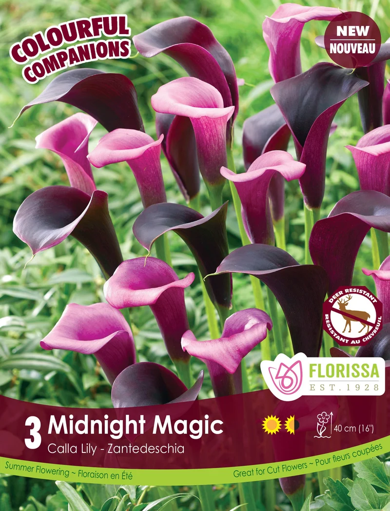 Harmonie florale de callas ‘Midnight Magic’ ( Zantedeschia ) – 3 rhizomes
