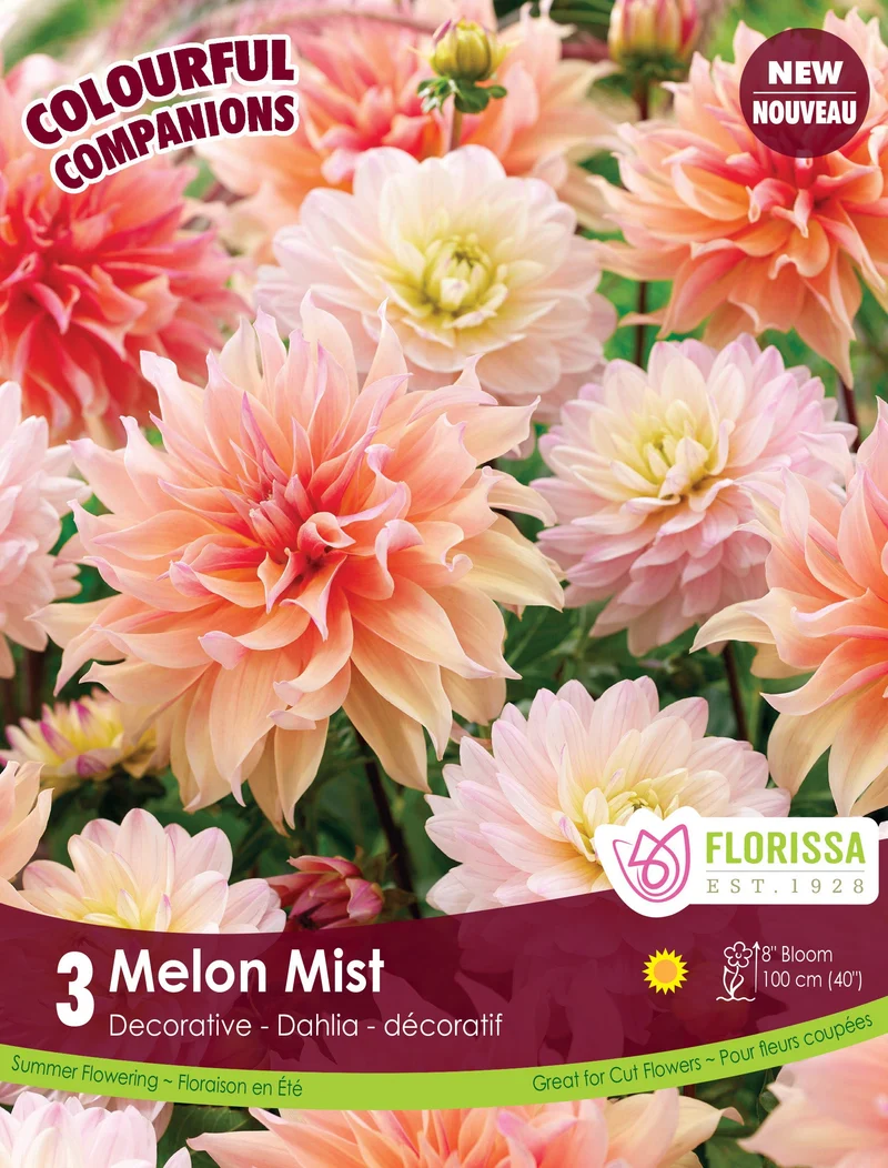 Composition de dahlias ‘Melon Mist’ ( Dahlia )