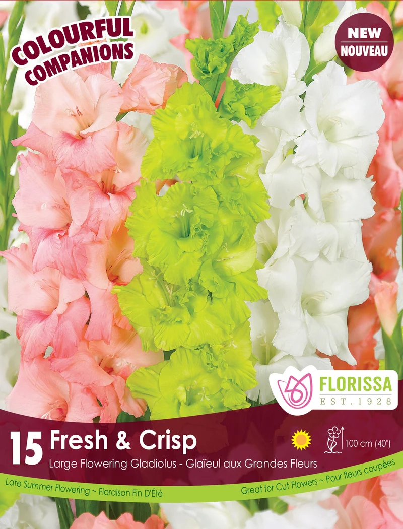 Glaïeul ‘Fresh & Crisp’ ( Gladiolus )