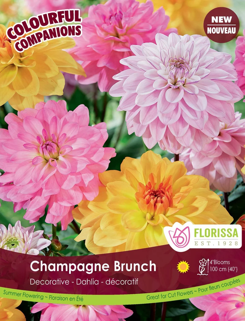 Composition de dahlias ‘Champagne Brunch’ ( Dahlia )