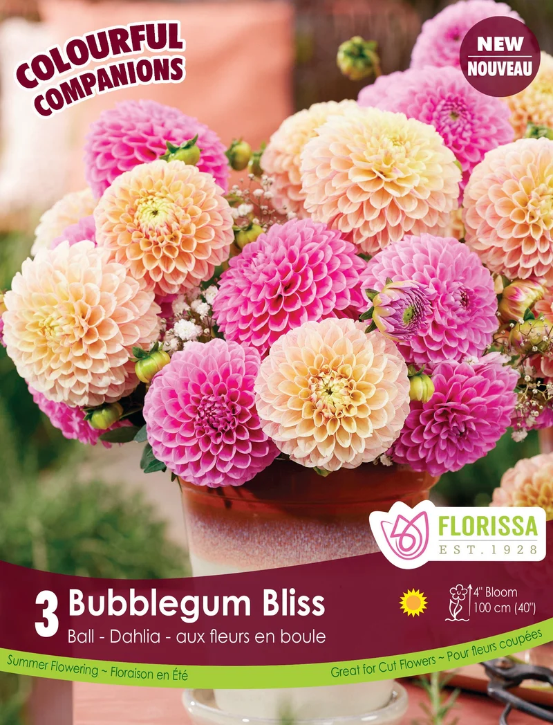 Dahlia ‘Bubblegum Bliss’ ( Dahlia )