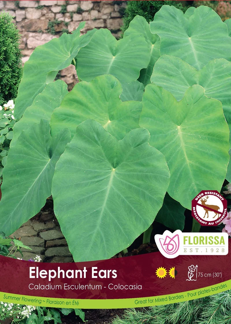 Oreilles d’éléphant ( Colocasia esculenta )