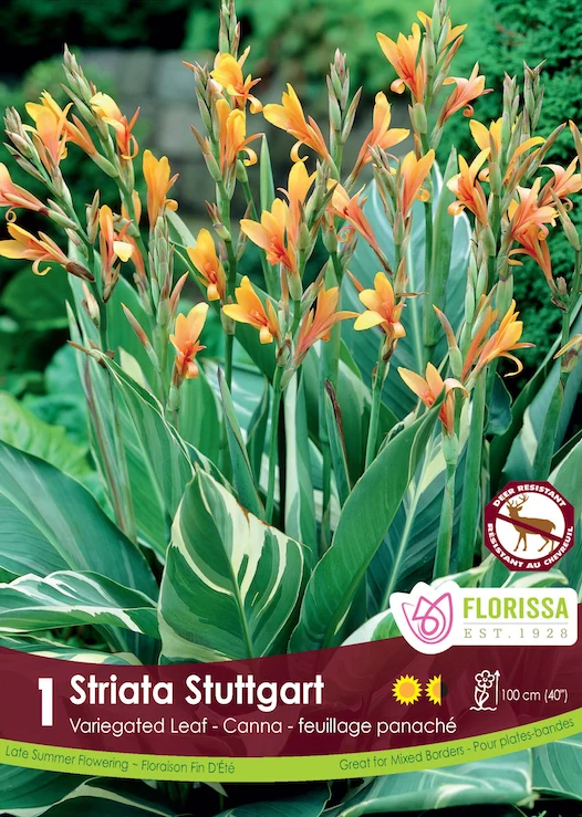 Canna ‘Stuttgart’ ( Canna )