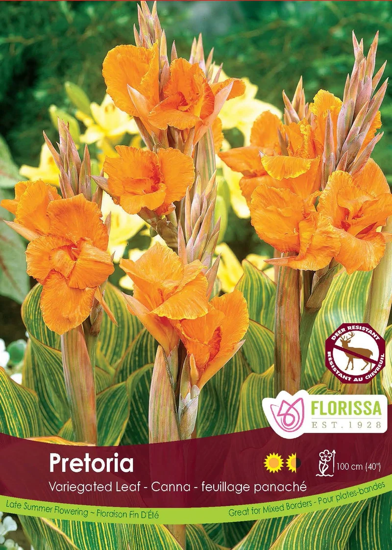 Canna ‘Pretoria’ ( Canna )
