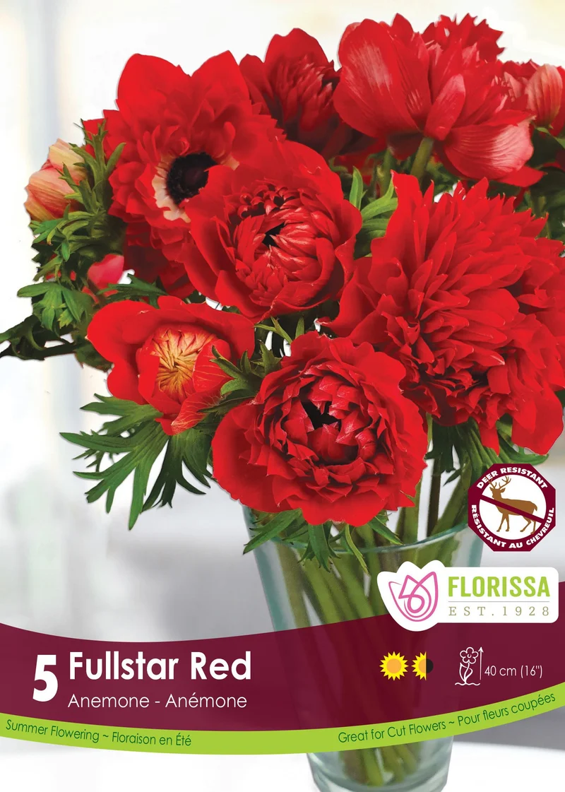 Anémone Fullstar ‘Rouge’ ( Anemone coronaria ‘Fullstar Red’)