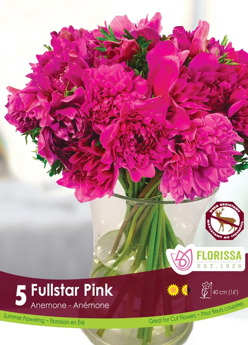 Anémone Fullstar ‘Rose’ ( Anemone coronaria ‘Fullstar Pink’)