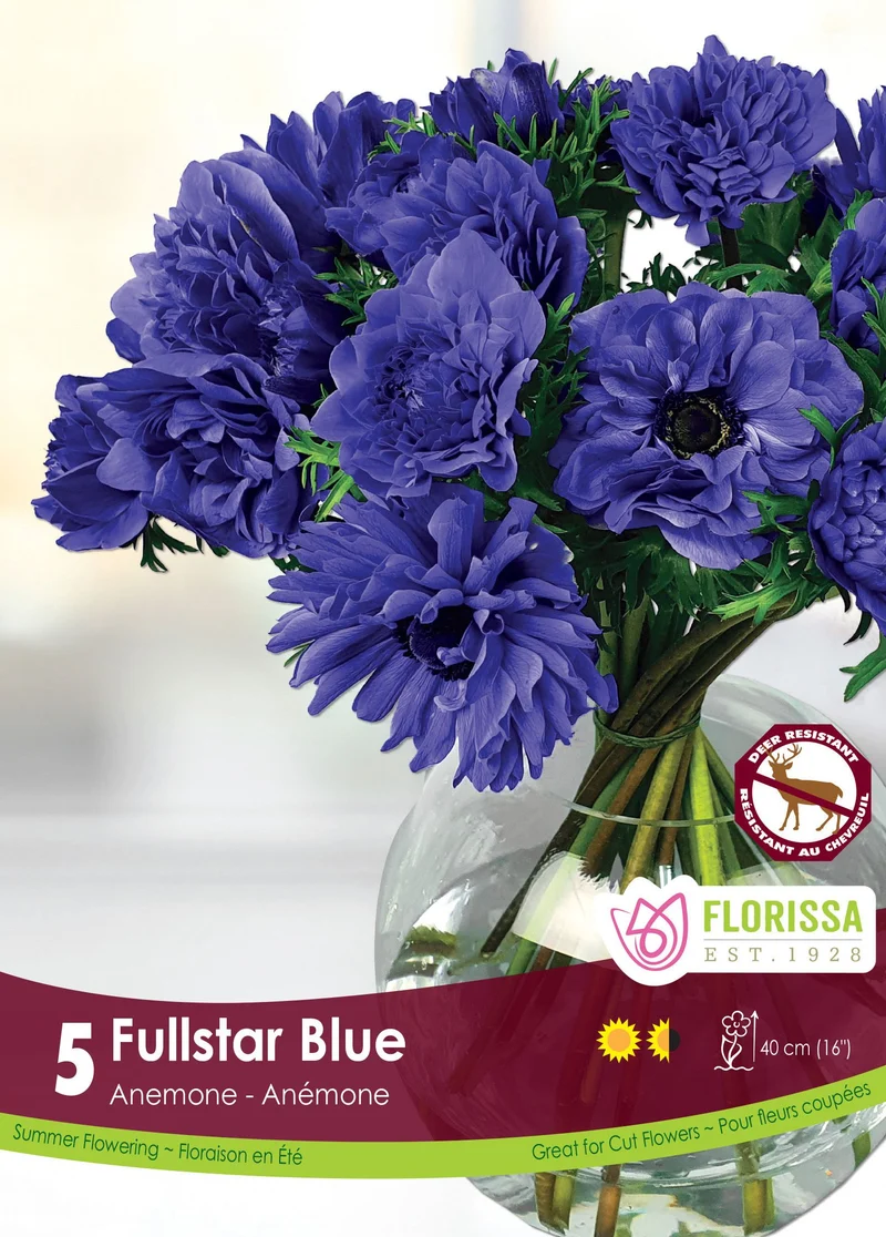 Anémone Fullstar ‘Bleu’ ( Anemone coronaria ‘Fullstar Blue’)
