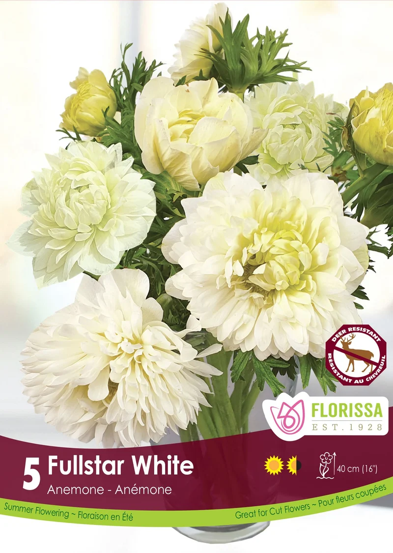 Anémone Fullstar ‘Blanc’ ( Anemone coronaria ‘Fullstar White’)