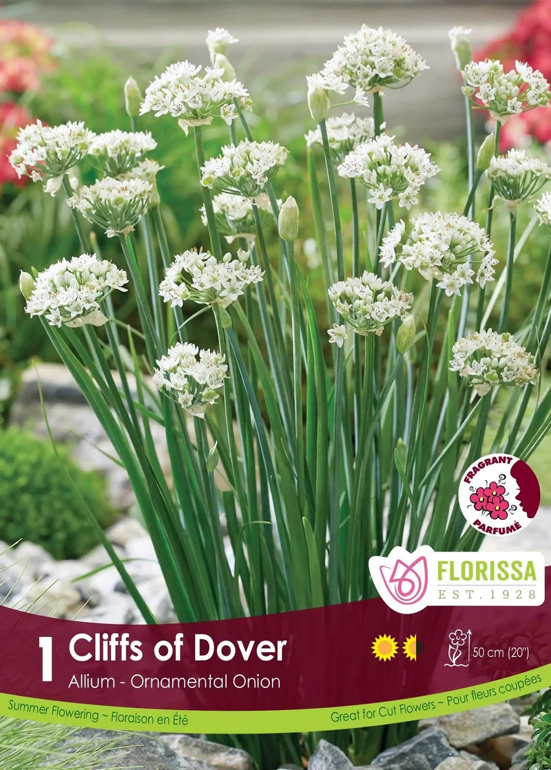 Ciboulette chinoise ‘Cliffs of Dover’ ( Allium tuberosum )