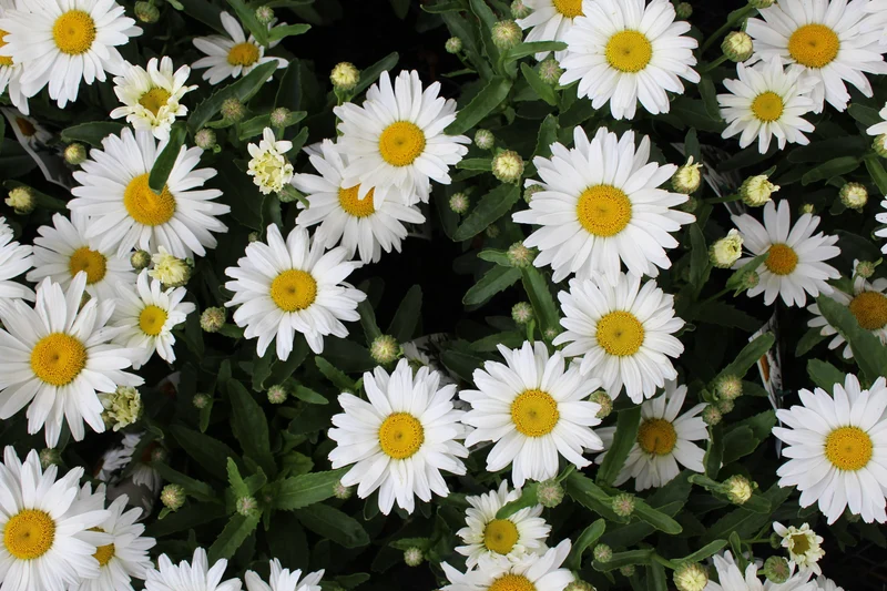 Marguerite Shasta Kilimanjaro® (Leucanthemum × superbum)
