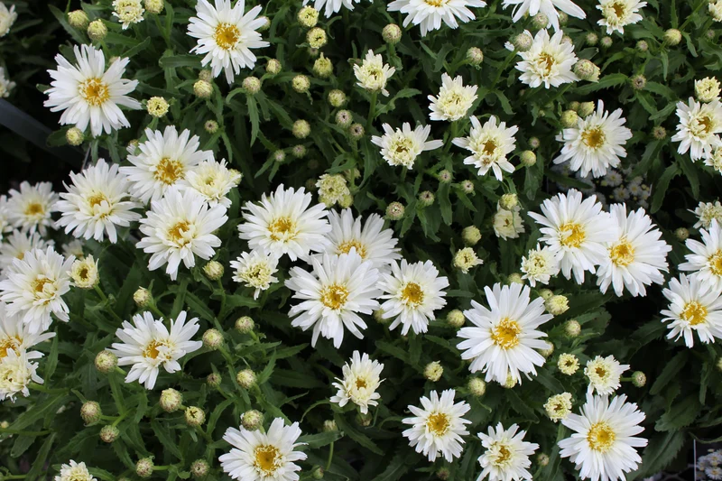 Marguerite Shasta Mount Hood™ (Leucanthemum × superbum)
