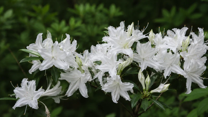 Azalée ‘Weston’s Innocence’ ( Rhododendron ‘Weston’s Innocence’)