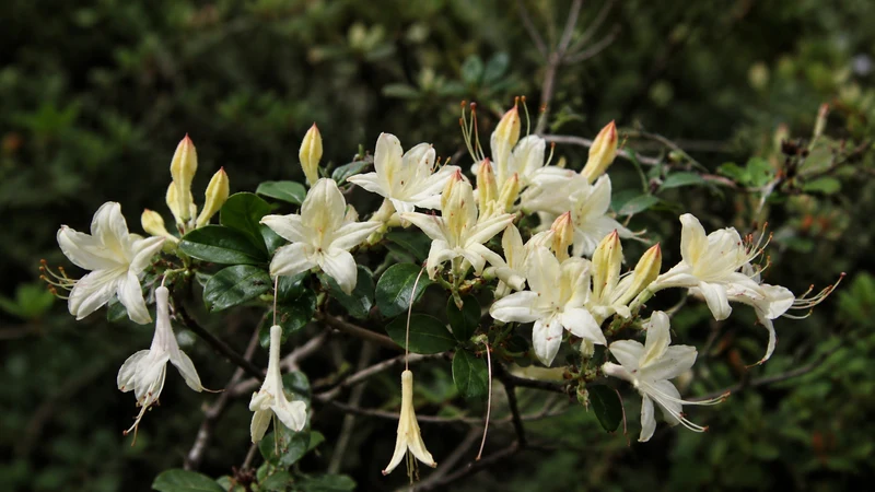 Azalée ‘Weston’s Lemon Drop’ ( Rhododendron ‘Weston’s Lemon Drop’)